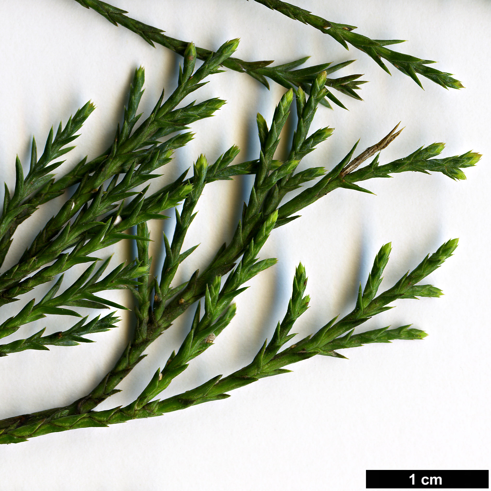 High resolution image: Family: Cupressaceae - Genus: Juniperus - Taxon: scopulorum - SpeciesSub: 'Holmes Silver'